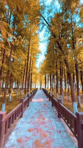 Try taking pictures of the tree-lined paths in autumn. It’s so beautiful. Tips for mobile phone