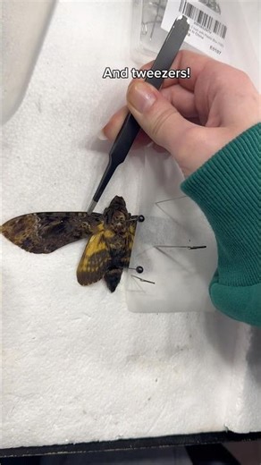 Pinning a death moth!