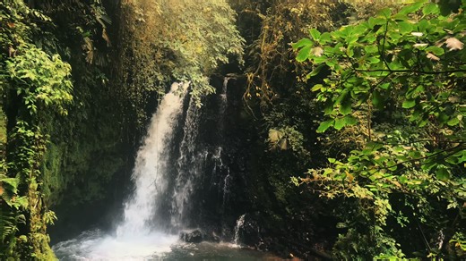 Exploring the Calm of the Jungle: Nature's Algorithm