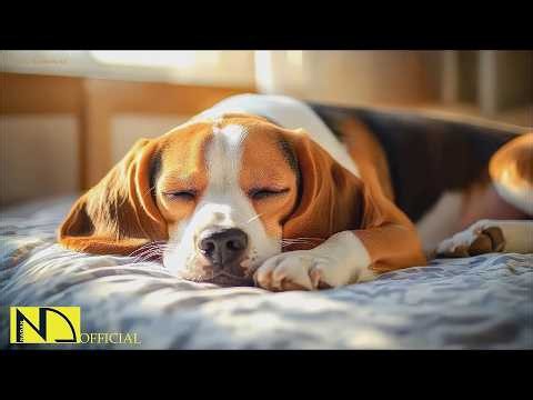 Peaceful Dog Music 🐾 24 Hours of Dog Sleep Music | Separation Anxiety and Calm Dogs