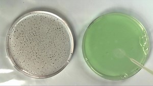 File:Marangoni effect experimental demonstration.ogv - Wikimedia Commons