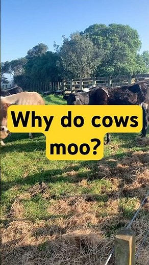 🐮Why do cows moo?🐄 Educational video for kids #kidsshorts