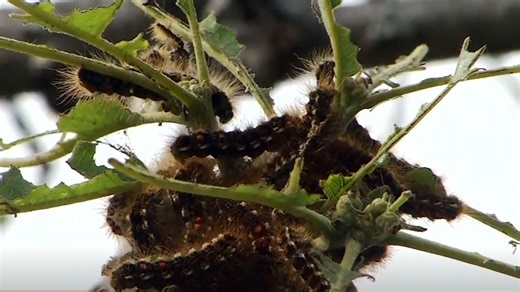 Browntail moths return with warmer weather: Know the signs, protect your health