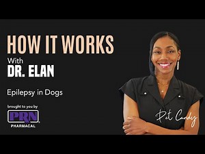 Once a day treatment for epilepsy in dogs explained by a veterinarian