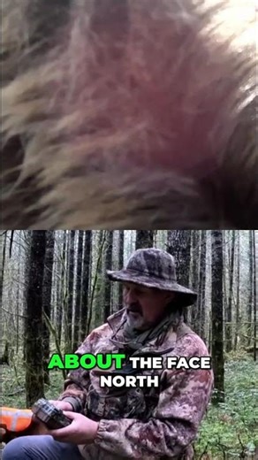 Spectacular Sunrise/Sunset Wildlife Shots: Trail Camera Tips #shorts