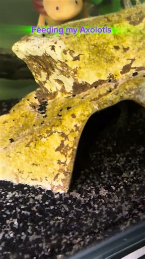 Feeding my Axolotls 😁👍￼