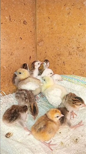 ornamental birds 😍 simple chicken brooder before cleaning #funny#farming #ornamentalbirds