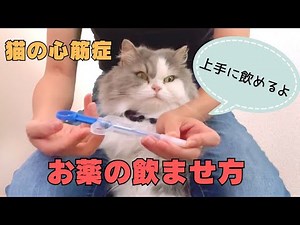 【一人で出来る】嫌がらない、猫ちゃんのお薬の飲ませ方 投薬器を使った方法