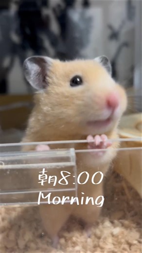 キンクマハムスターの1日生活ルーティン【チャハム日記】#shorts #ハムスター #かわいい #癒し #ハムスターのいる生活 #小動物