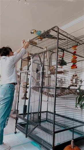 Her brain workin’ 💙#kyabird #rescueparrot