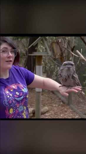 creatures of amazon rainforest #amazonrainforest