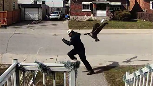 #TheMoment angry geese trapped university students inside their home for days