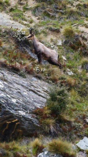 5.9K views · 157 reactions | What’s got this chamois spooked?   @stackimages | Spika | Facebook