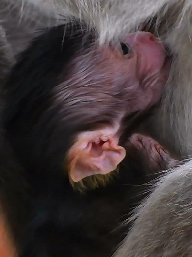 So adorable moments of baby monkey #babymonkeys #babyprimates #animals #adorablewildlife