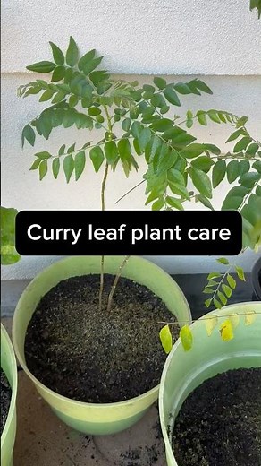 Curry Leaf Plant Care
