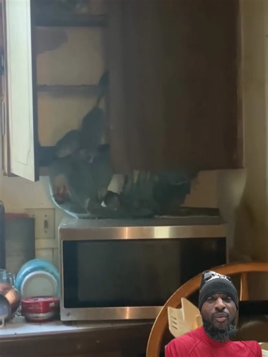 House infested with 1,000 #RATS 🤢 | rat