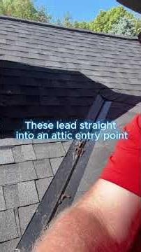 Raccoon droppings on your roof are NOT random — they’re