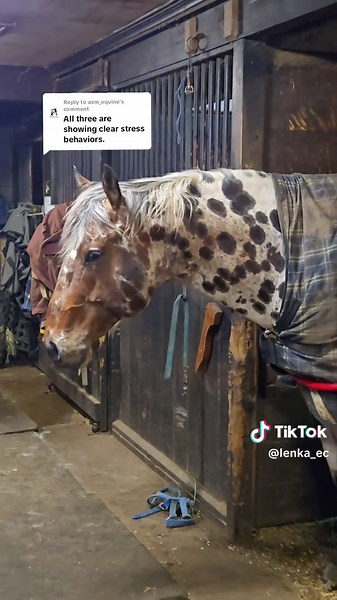 Understanding Horse Head Bobbing Behaviors