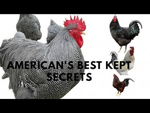 The 5 Most UNDERRATED American Chicken Breeds for Reliable Eggs