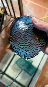 Selecting new discus fish breeding pair✨ #discus #fish #breeding #aquarium #tank