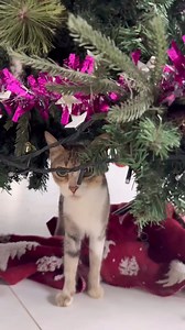 Napakaraming cats ang nagpaampon ng kusa sa pack, suswertihin daw tayo | Husky Pack TV Vlogs