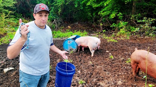 A 225-pound pig mysteriously vanished from the farm today