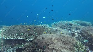 Coral reef with fish. Coral reef in a tropical sea underwater. Small tropical fish swim among the corals at shallow depths. Hard and soft corals at the bottom of the sea.