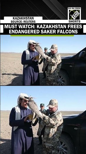 WATCH: Kazakhstan frees endangered Saker falcons in major wildlife restoration drive