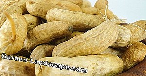 Lifestyle: Store peanuts properly - That's how it's done | 2025
