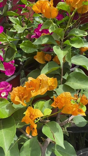 Bougainvillea Flower Varieties, Colors & Sizes for Your Garden