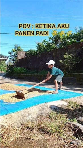 Grow A Garden Asli ( ketika aku panen padi )