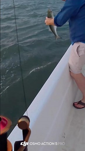 Best OBX drum rod!! (Spring red drum run) #obxoutdoors #obxfishing