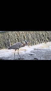 Great blue heron eating a huge fish !!! #Wildlife #birds #fishing | samrinophotography