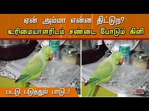 அழுது அலப்பறை கொடுக்கும் கிளி..! ஏன் அம்மா என்ன திட்டுற..?