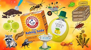 Say goodbye to harsh chemicals! 🌱 In this video, I’ll show you 13 powerful ways to use baking soda and lemon juice in your garden for natural pest control, plant care, and so much more. Whether you're fighting off aphids, slugs, mildew, or just looking to clean your tools the natural way—these two common kitchen ingredients might just become your new gardening best friends. From DIY pest sprays to compost boosters and soil treatments, you’ll learn how to use baking soda and lemon juice to solve