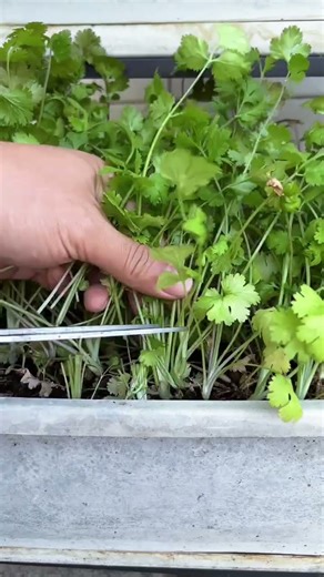 #homegrowing #growingtips #cilantrogrowing #cilantro