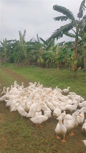 Feeding Time for Ducks #satisfying