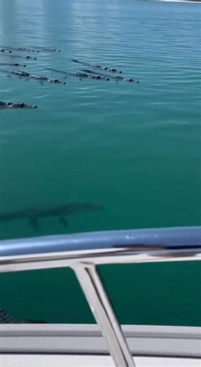 A woman near Miami Beach filmed alligators surrounding her yacht! 🐊😳 #usa #BreakingNews #alligator #miami | Florida Man Breaking News