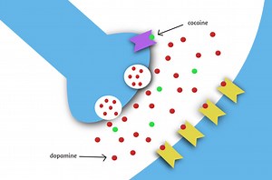 The Adverse Effects of Cocaine on the Adolescent Brain