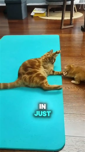 He Learned the Hard Way 🐱