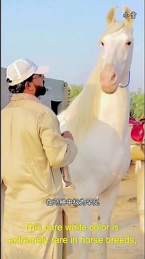 One of the World’s Most Expensive Horses — The Legendary Akhal Teke Explained