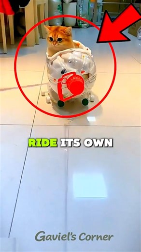 This Owner Built Bottle Trains… Now His Cats Run the Railway 🚂🐱