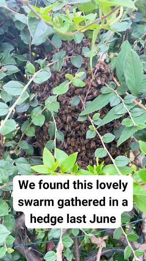 The Bees for Development UK team are often out and about catching swarms in swarm season. Here’s a little video of when Janet and I caught this lovely little swarm in Monmouth. To me, swarm catching is such a calming spiritual experience. Anyone else feel like that? #BeesforDevelopment #beekeeping #swarms #beeswarm #beefriendly #bees #savethebees #charity #support | Bees for Development
