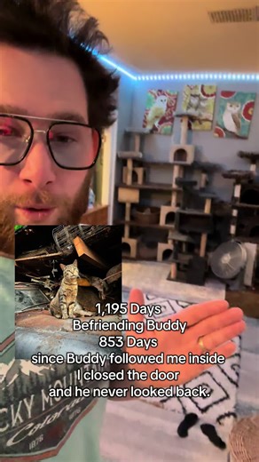 #befriending #buddy #formerferal #feral #stray #cat #catsoftiktok #catdaddyadventures #catlovers #catdistributionsystem #rescue #story