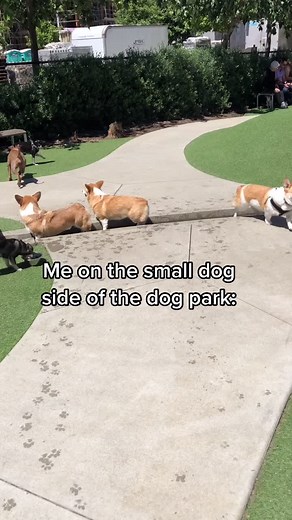 Big Dog Corgi Takes on the Dog Park