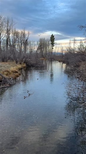 42 reactions · 4 comments | Some peaceful moments from Taylor Creek...