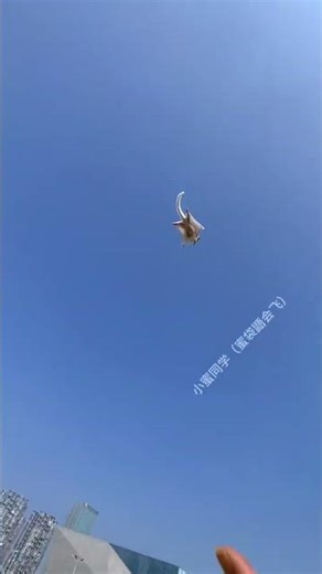 New Members Are Taking Flight Training! #Sugar Glider #Pet's Weird Behaviors