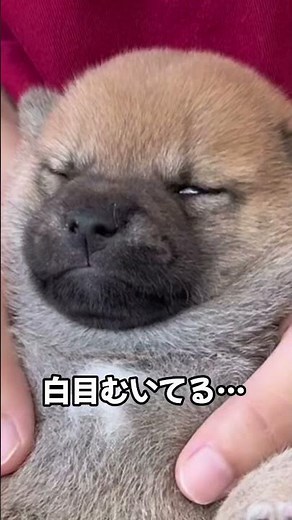 【豆柴犬】無防備赤さん