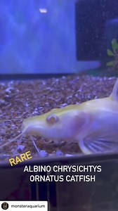 @monsteraquarium The Albino Chrysichthys Ornatus Catfish is a remarkable freshwater species known for its stunning albino coloration and intricate patterns. Found primarily in the Congo Basin of Africa, these catfish are a rare find in the wild due to their albino phenotype. Albino individuals lack melanin pigment, resulting in their white or pale yellow coloration and pink or red eyes. In the dense rainforests and murky waters of the Congo Basin, spotting an albino Chrysichthys ornatus catfish 