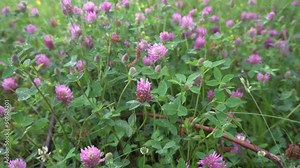 Flowering clover in summer on the field. Purple wild flower. Medicinal herbs on the lawn
